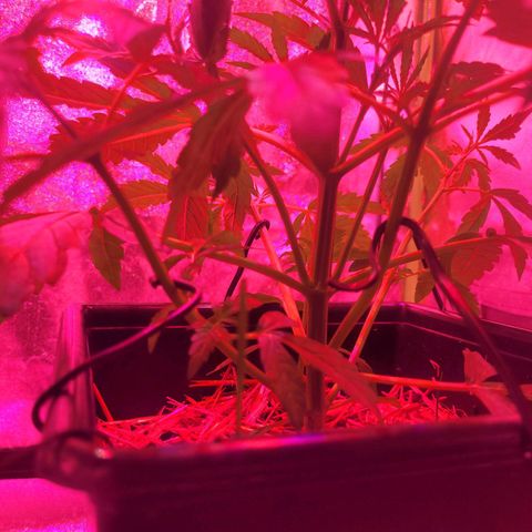 Auto Skywalker Haze growlog photo: Lst