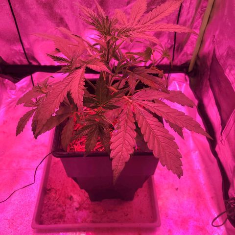 Auto Skywalker Haze growlog photo: Lst
