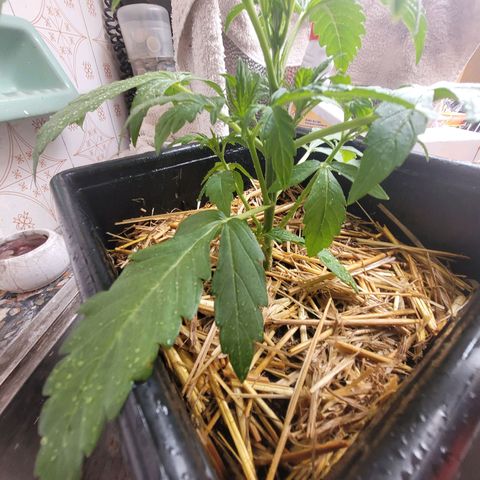 Auto Skywalker Haze growlog photo: Rainy sunday, rainy irrigation