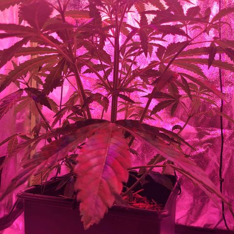 Auto Skywalker Haze growlog timeline photo