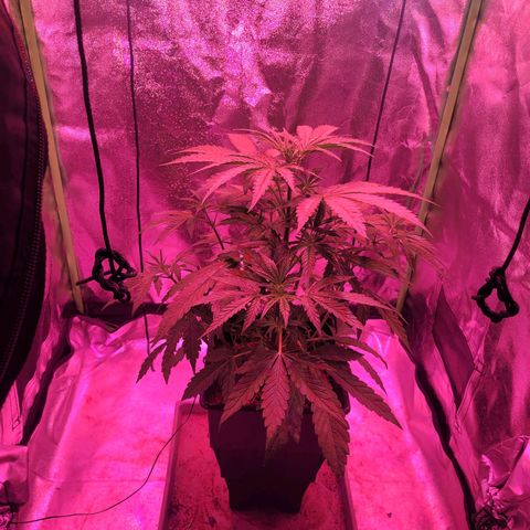 Auto Skywalker Haze growlog timeline photo