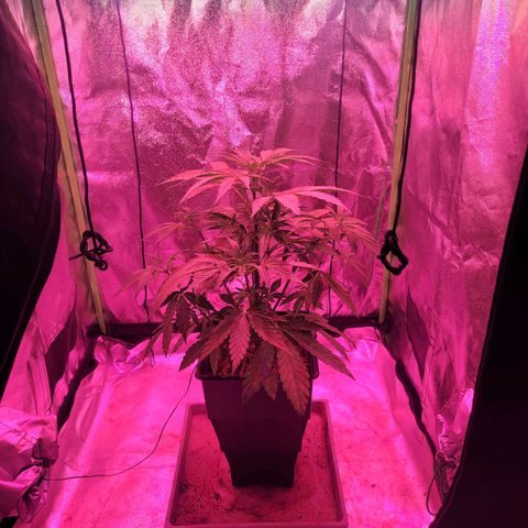 Auto Skywalker Haze growlog timeline photo