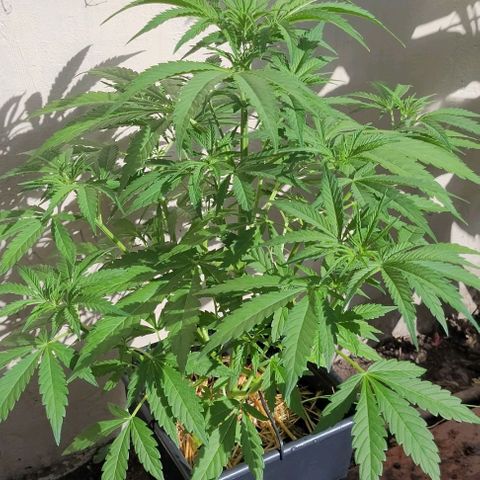 Auto Skywalker Haze growlog timeline photo