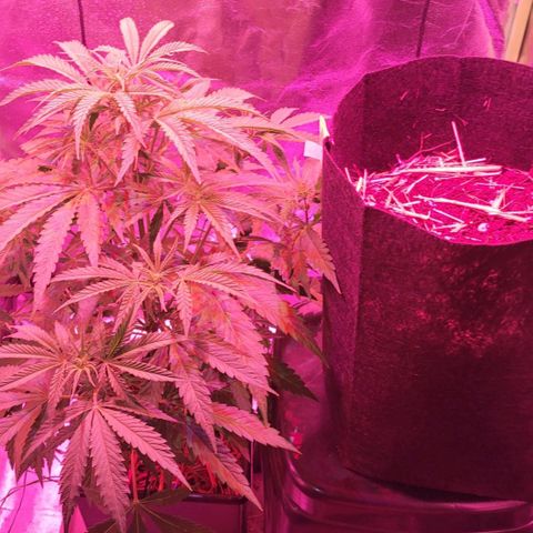 Auto Skywalker Haze growlog photo: Cinderella at side