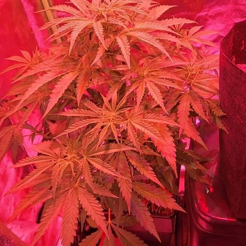Auto Skywalker Haze growlog timeline photo