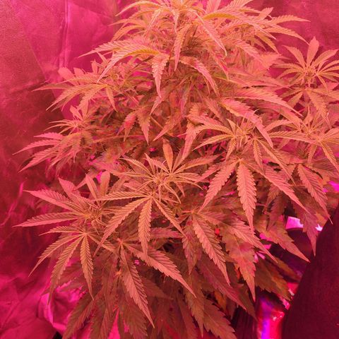 Auto Skywalker Haze growlog timeline photo