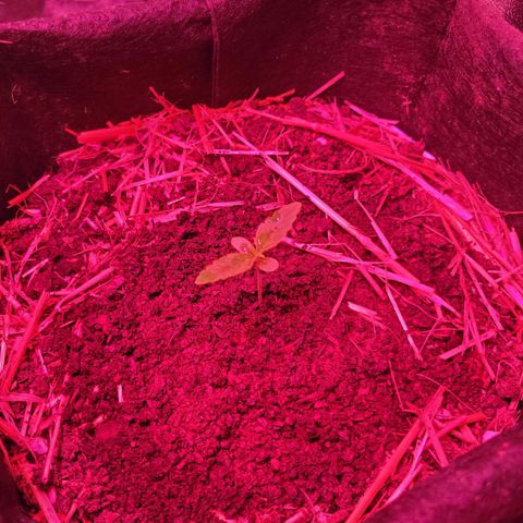 Cinderella jack - Expocann'23 growlog timeline photo