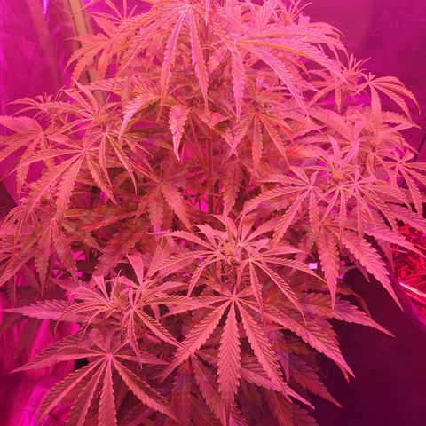 Auto Skywalker Haze growlog photo: Buds time