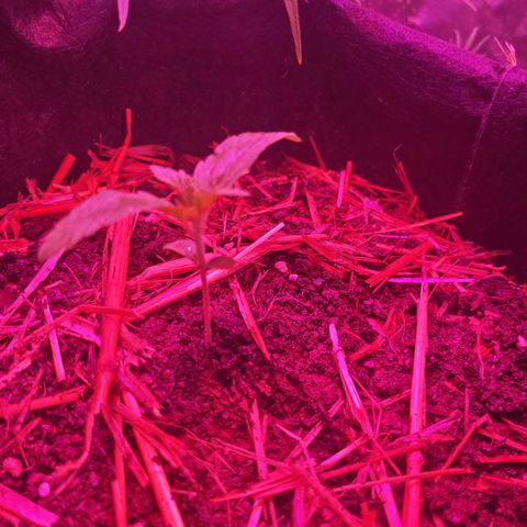 Cinderella jack - Expocann'23 growlog photo: Keep going, rooty