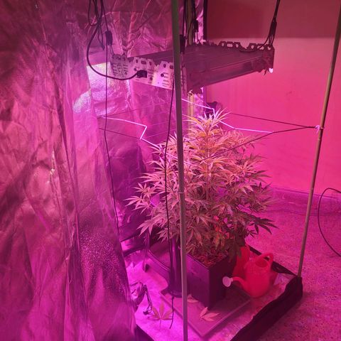 Auto Skywalker Haze growlog photo: The net appears