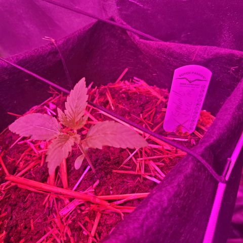 Cinderella jack - Expocann'23 growlog timeline photo
