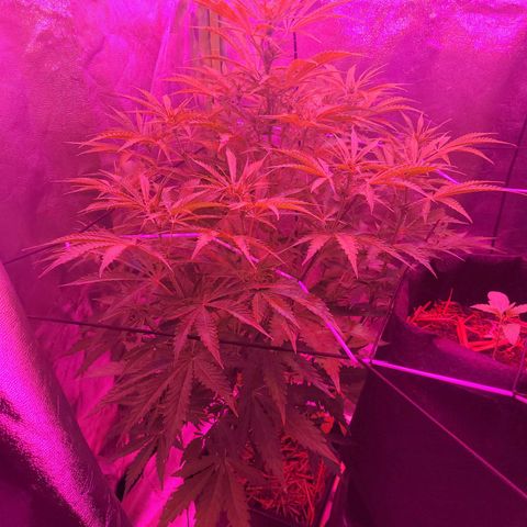 Auto Skywalker Haze growlog timeline photo