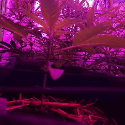 Cinderella jack - Expocann'23 growlog timeline photo