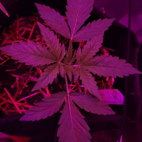 Cinderella jack - Expocann'23 growlog timeline photo
