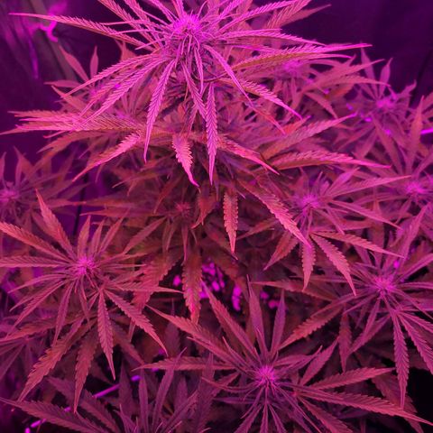 Auto Skywalker Haze growlog timeline photo