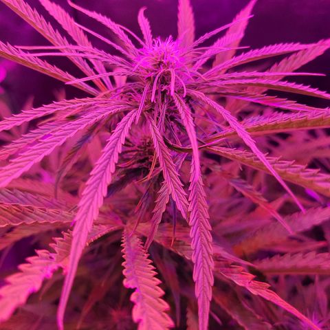 Auto Skywalker Haze growlog timeline photo