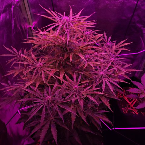 Auto Skywalker Haze growlog timeline photo