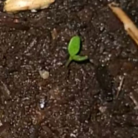 Cinderella jack - Expocann'23 growlog photo: Her little sister...