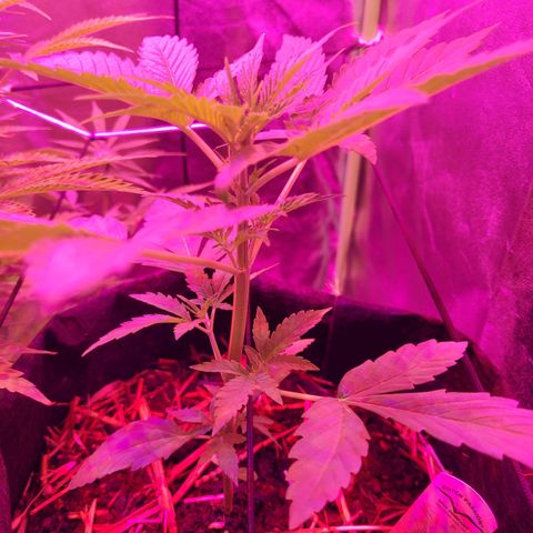 Cinderella jack - Expocann'23 growlog timeline photo