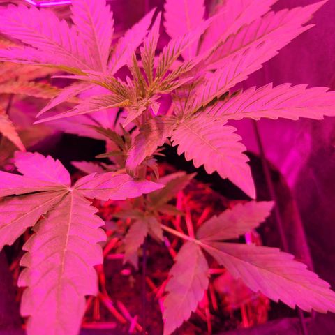 Cinderella jack - Expocann'23 growlog timeline photo