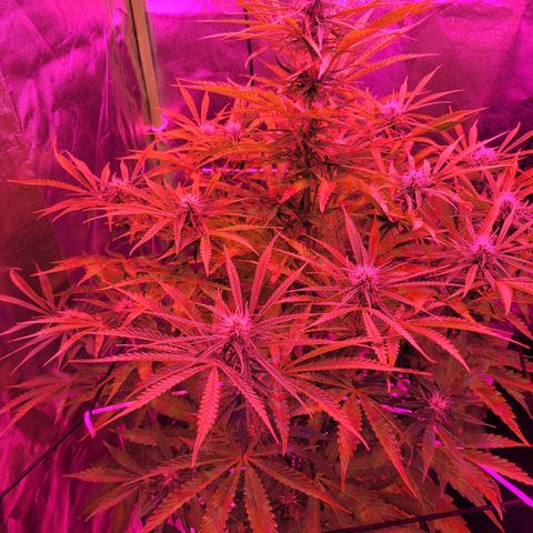 Auto Skywalker Haze growlog timeline photo