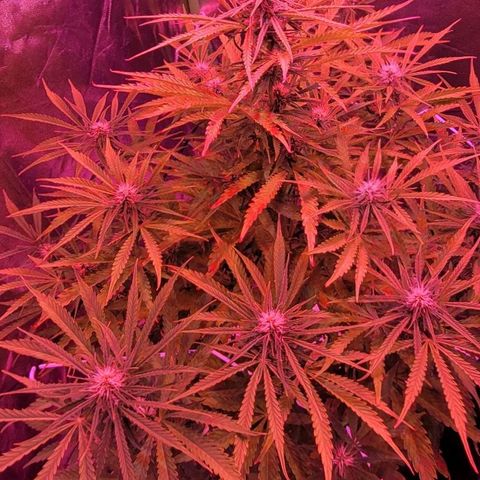 Auto Skywalker Haze growlog timeline photo