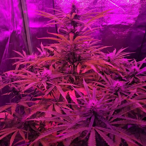 Auto Skywalker Haze growlog timeline photo