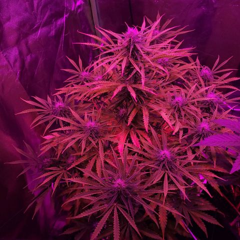 Auto Skywalker Haze growlog timeline photo