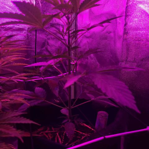 Cinderella jack - Expocann'23 growlog timeline photo