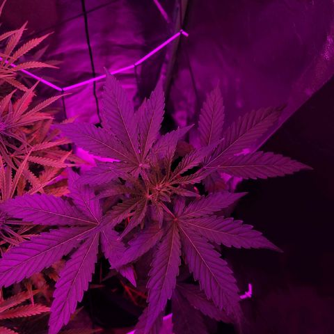 Cinderella jack - Expocann'23 growlog timeline photo