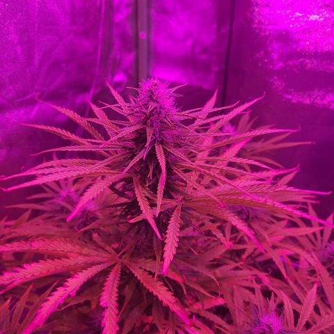 Auto Skywalker Haze growlog timeline photo