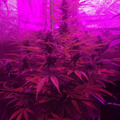 Auto Skywalker Haze growlog timeline photo