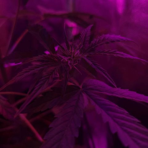 Cinderella jack - Expocann'23 growlog timeline photo