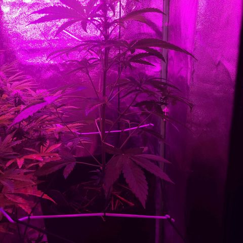 Cinderella jack - Expocann'23 growlog timeline photo