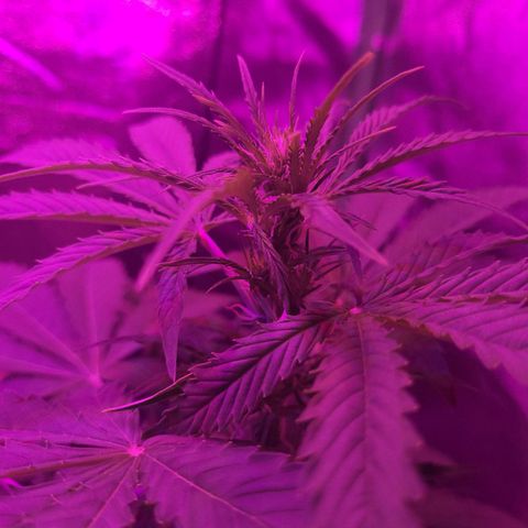 Cinderella jack - Expocann'23 growlog timeline photo