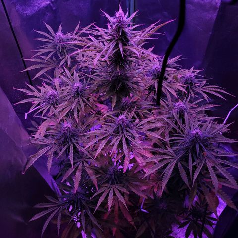 Auto Skywalker Haze growlog timeline photo