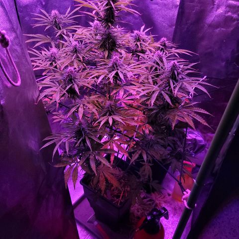 Auto Skywalker Haze growlog timeline photo
