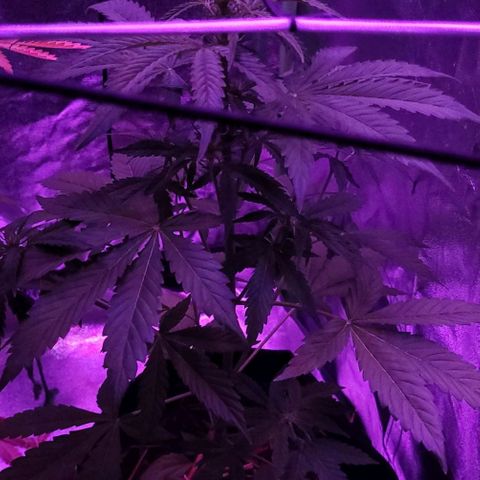 Cinderella jack - Expocann'23 growlog timeline photo