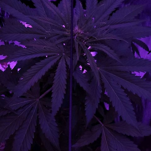 Cinderella jack - Expocann'23 growlog timeline photo