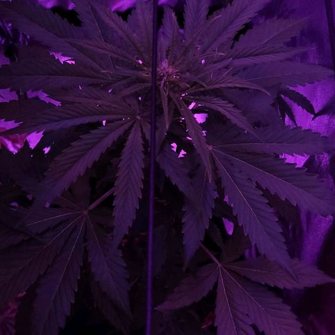 Cinderella jack - Expocann'23 growlog timeline photo