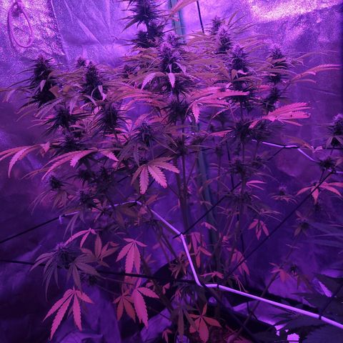 Auto Skywalker Haze growlog timeline photo