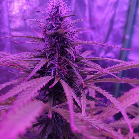 Auto Skywalker Haze growlog timeline photo
