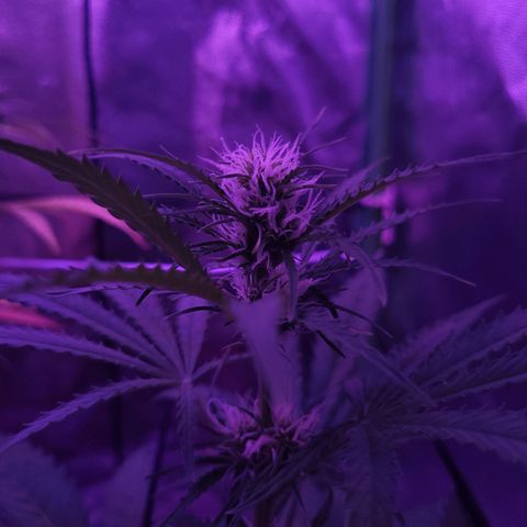 Cinderella jack - Expocann'23 growlog timeline photo