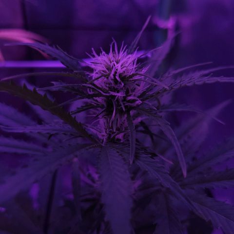Cinderella jack - Expocann'23 growlog timeline photo