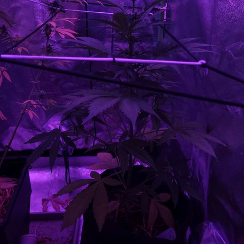 Cinderella jack - Expocann'23 growlog timeline photo