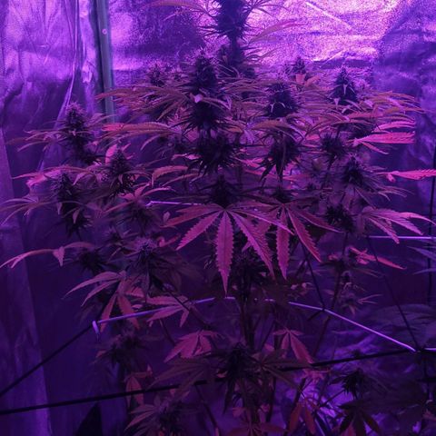 Auto Skywalker Haze growlog timeline photo