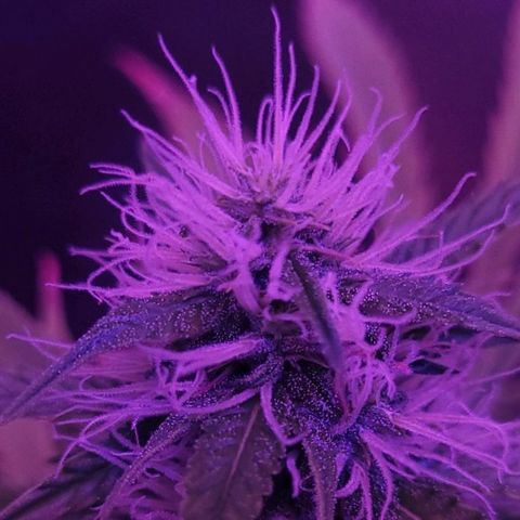 Auto Skywalker Haze growlog timeline photo