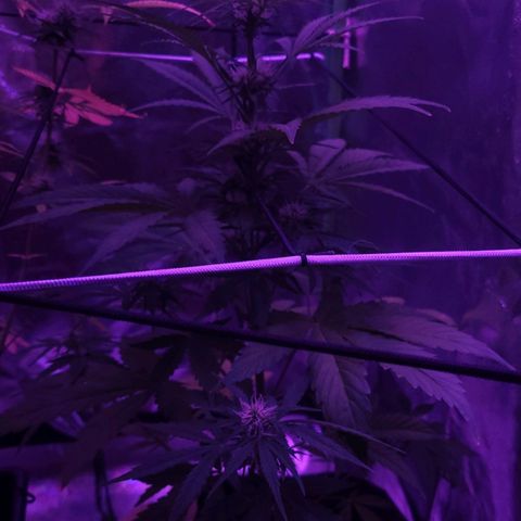 Cinderella jack - Expocann'23 growlog timeline photo