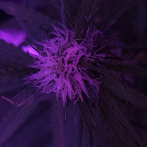 Cinderella jack - Expocann'23 growlog timeline photo