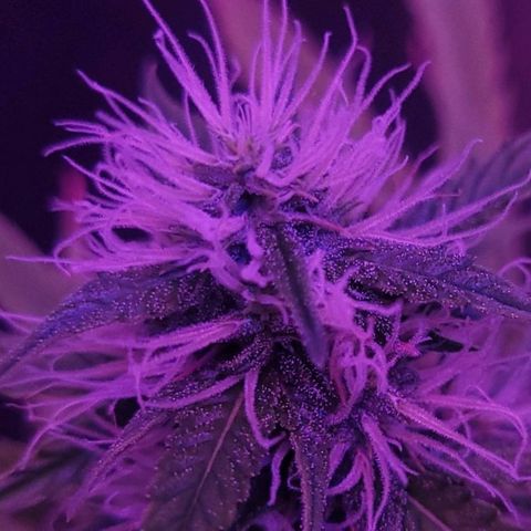 Auto Skywalker Haze growlog timeline photo